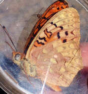 Image of Adiaste Fritillary