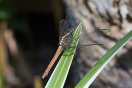 Image of Rosy Skimmer