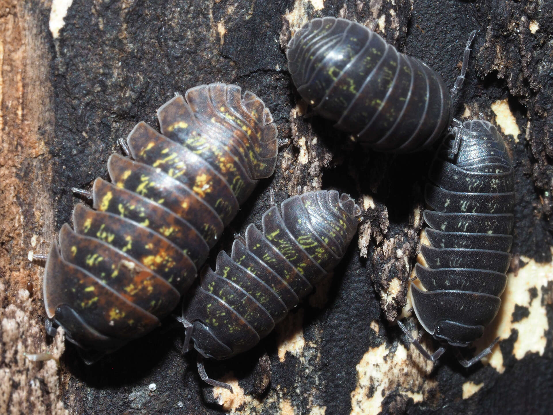 Image of Armadillidium opacum (Koch 1841)