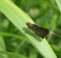 Aeromachus inachus Ménétriés 1859 resmi