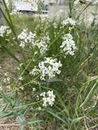 Image of Siberian horseradish