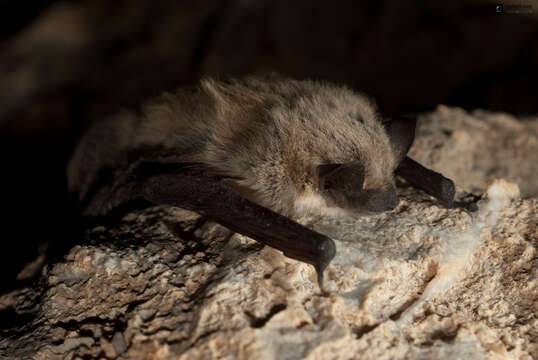 Plancia ëd Vansonia rueppellii (J. Fischer 1829)