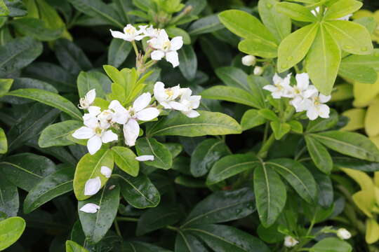 Image of Mexican Orange Blossom