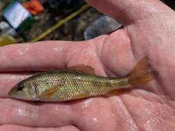 Image of Western creek chubsucker