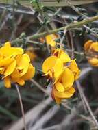 Image of Pultenaea stricta Sims