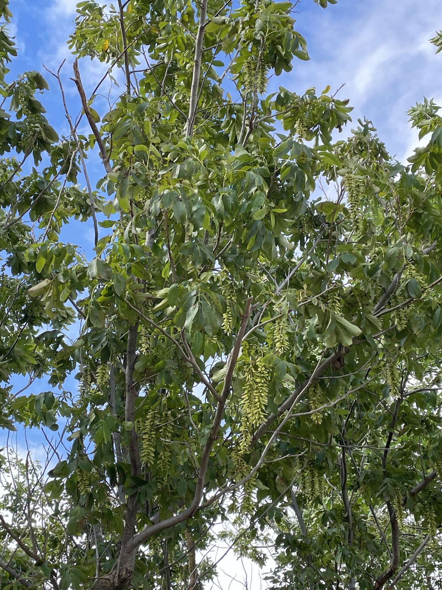 Слика од Pterocarya stenoptera C. DC.