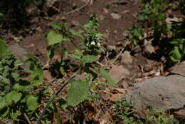 Слика од Stachys ocymastrum (L.) Briq.