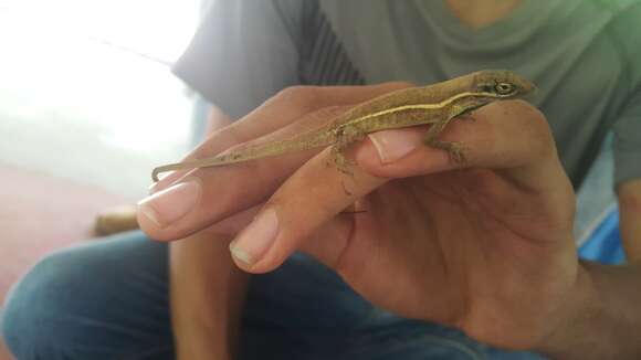 Image of Grass Anole