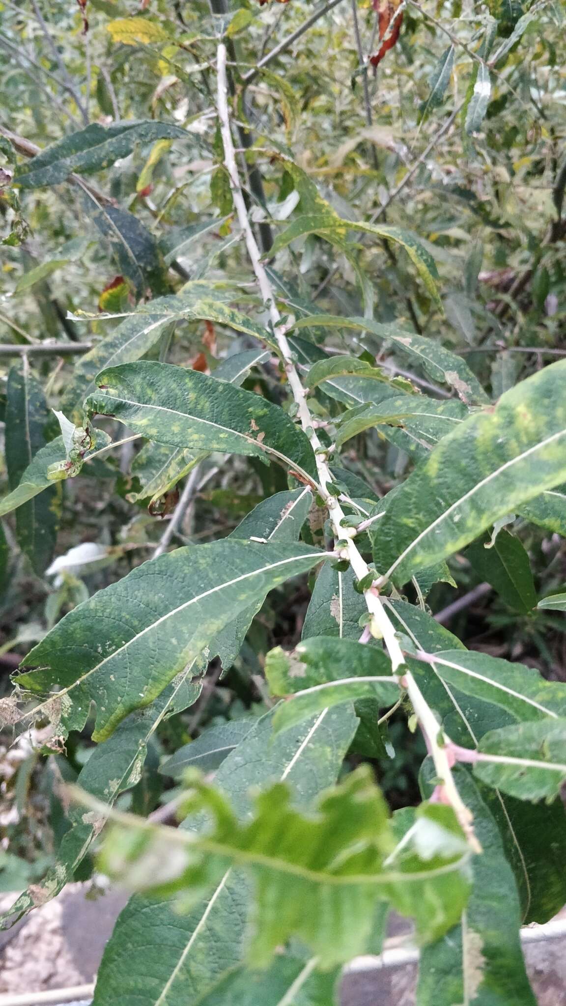 Image de Salix canariensis C. Sm. ex Link