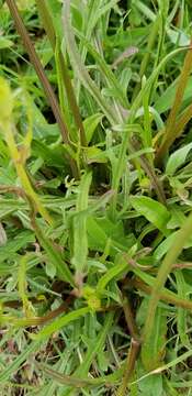 Image of Carolina desert-chicory