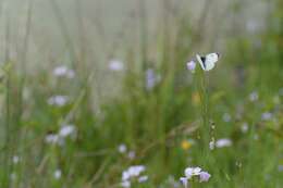 Image of orange tip