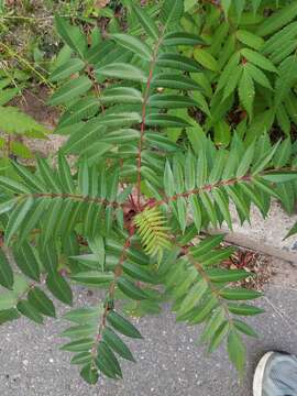 Image of rocky mountain sumac