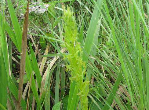 Image de Habenaria dregeana Lindl.