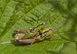 Pseudopodisma transilvanica Galvagni & Fontana 1993 resmi