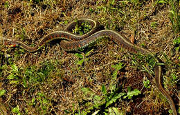 Plancia ëd Thamnophis sirtalis concinnus (Hallowell 1852)