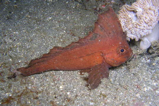 Image of Cockatoo fish