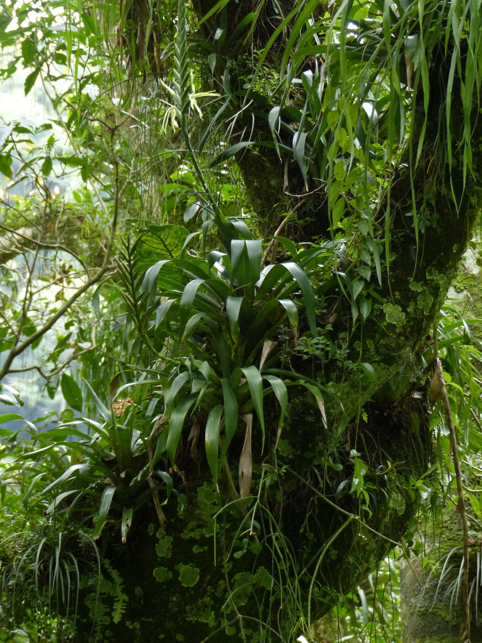 Image de Pseudalcantarea viridiflora (Beer) Pinzón & Barfuss