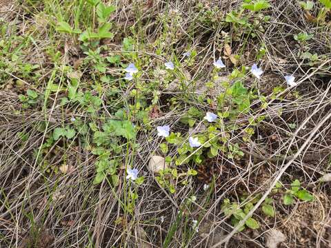 Image of Veronica ceratocarpa C. A. Mey.