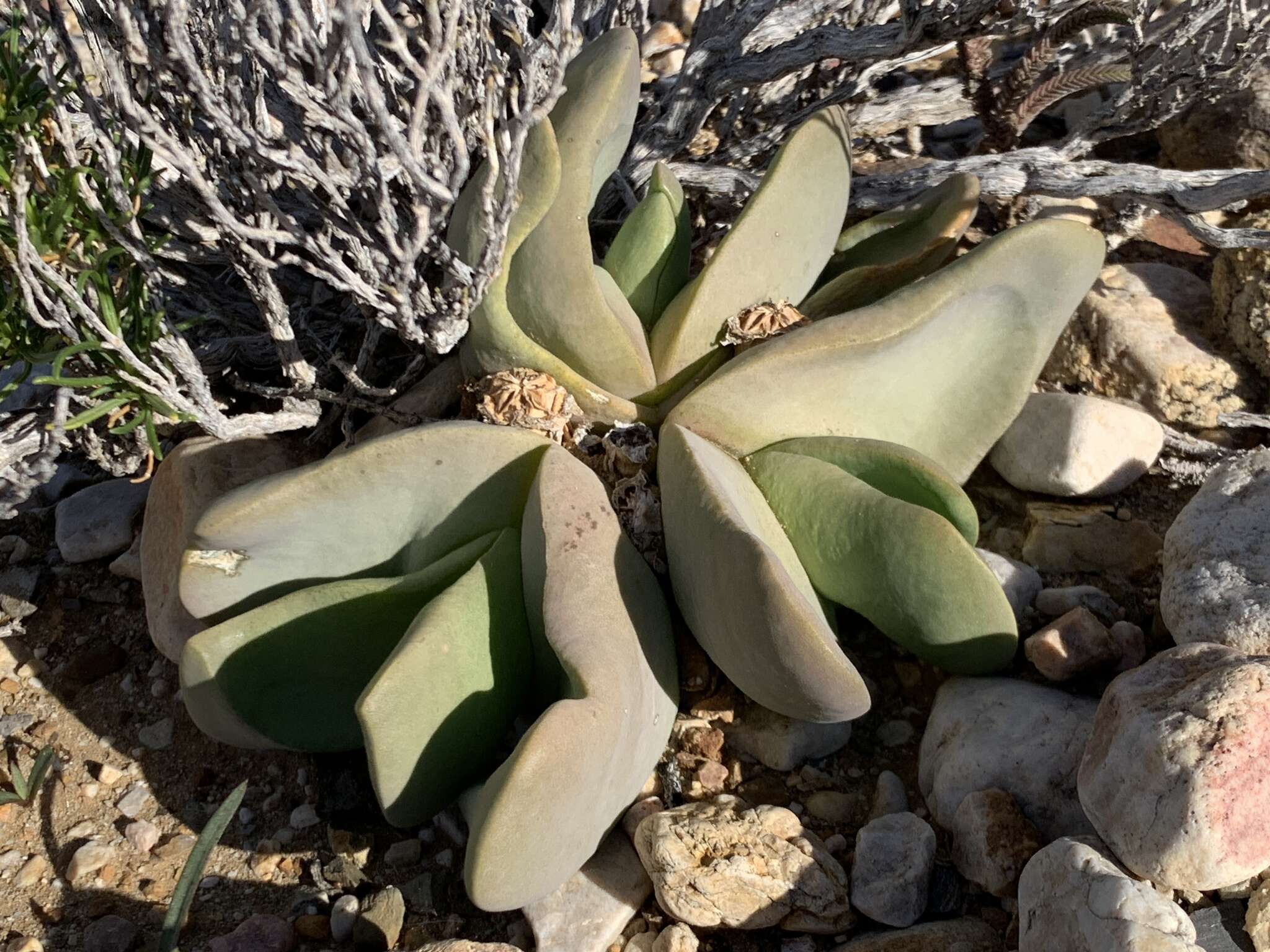 Image of Glottiphyllum neilii N. E. Br.