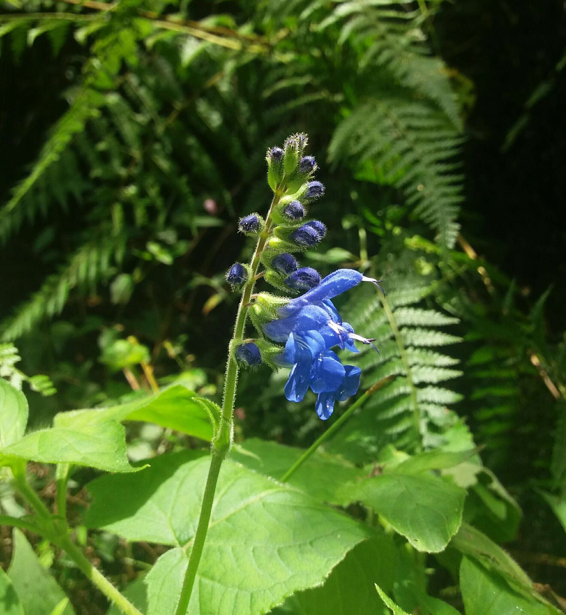 Salvia scutellarioides Kunth resmi