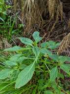 Image of Impatiens devolii T. C. Huang