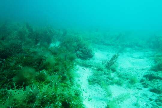 Image of Sharp-nose rockwhiting