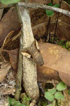 Image of Pseudosphetta Hampson 1926