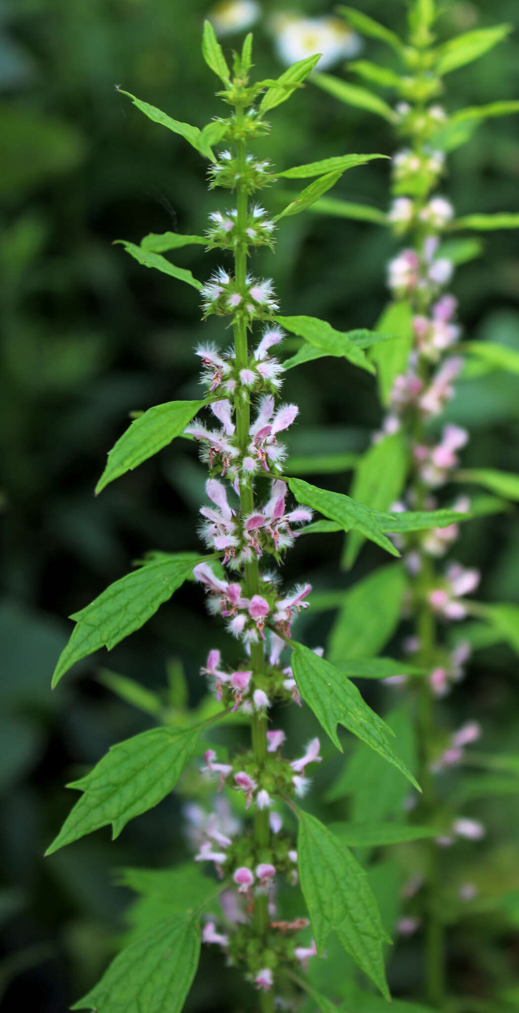 Image of common motherwort