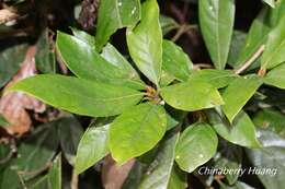 Actinodaphne mushaensis (Hayata) Hayata resmi