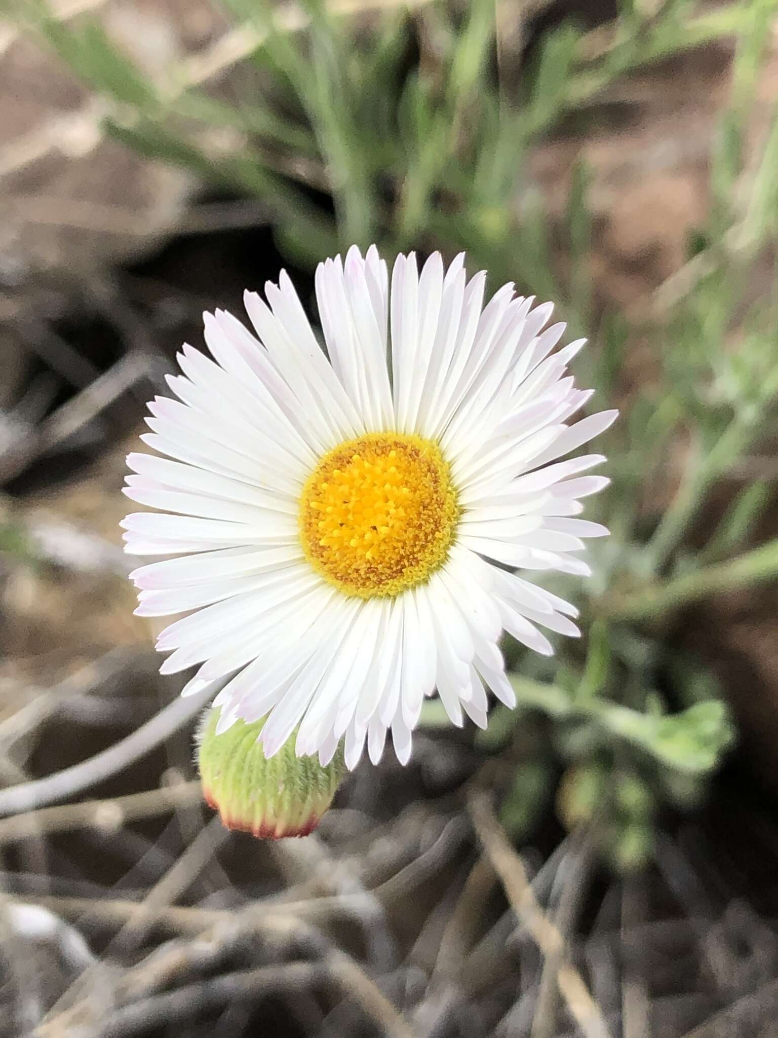 Image of running fleabane