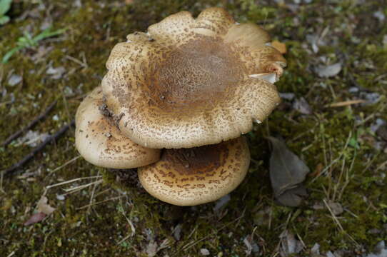 Image of Amanita spissacea S. Imai 1933