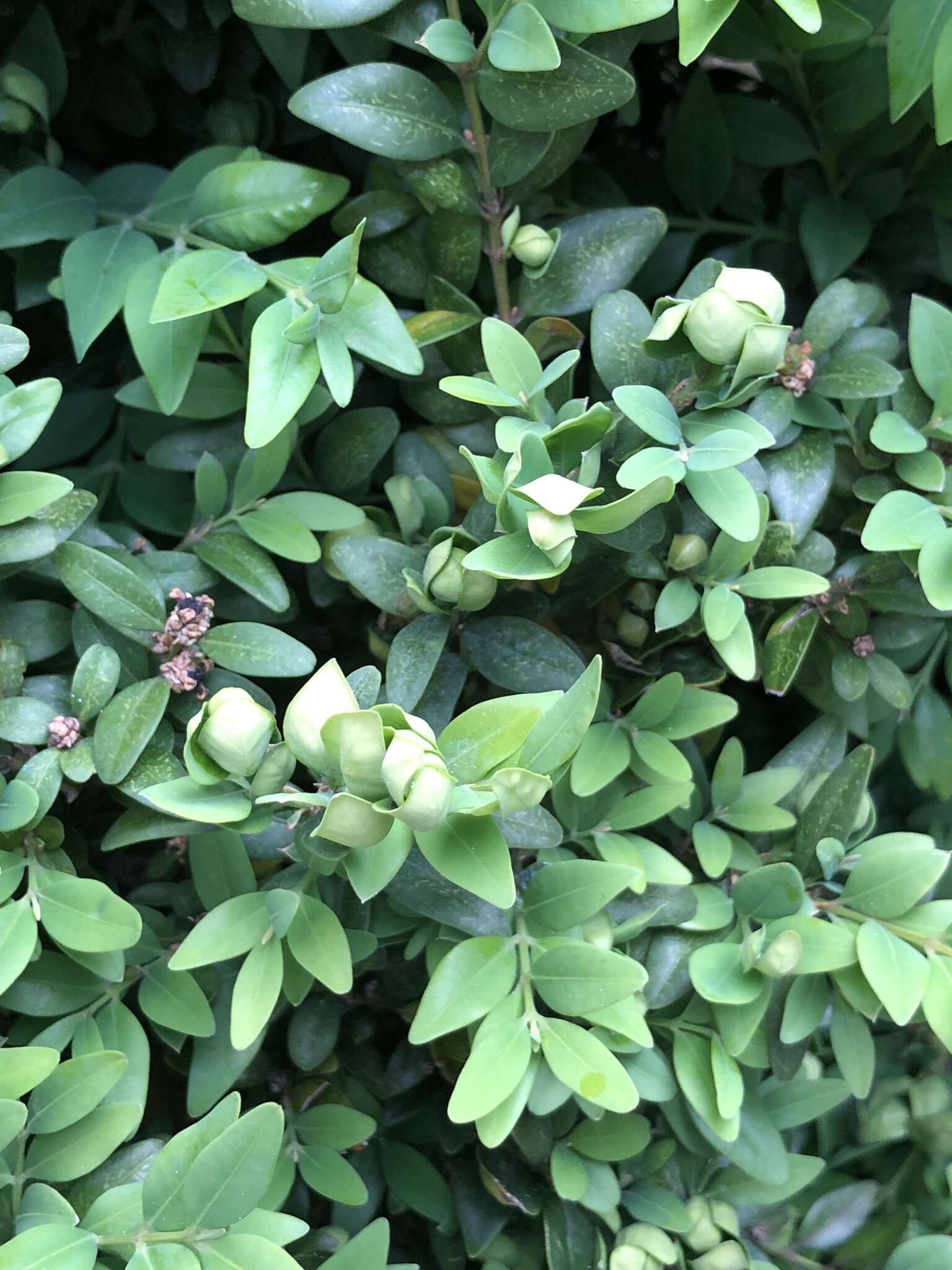 Image of Boxwood Psyllid