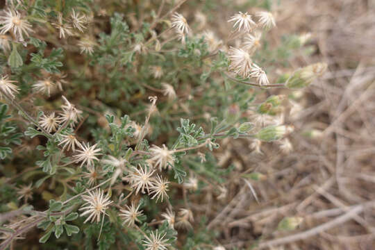 Imagem de Vittadinia dissecta (Benth.) N. Burb.