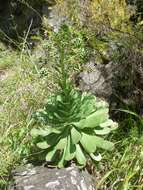 Image of Aeonium hierrense (Murr.) J. Pitard & L. Proust