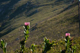 Image of Bot River protea