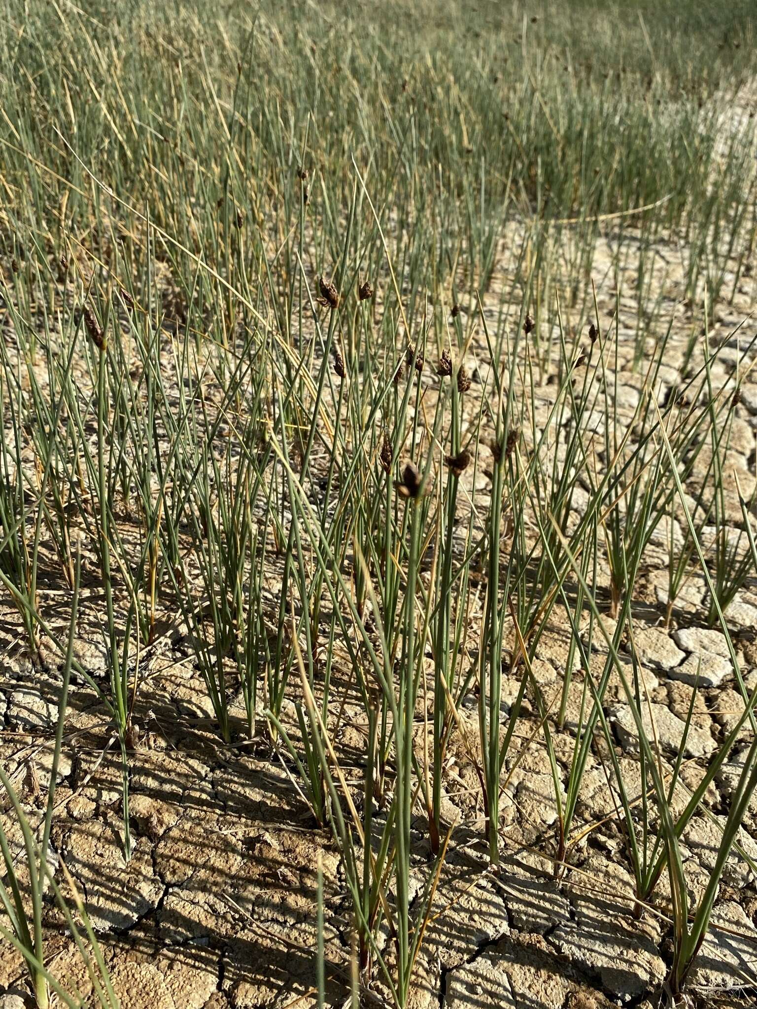 Image of Nevada Bulrush