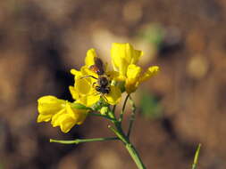 Image of Andrena schencki Morawitz 1866