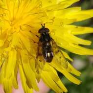 Image of Ferdinandea fumipennis Kassebeer 1999