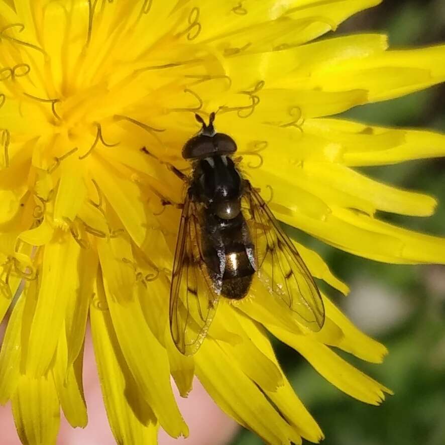 Image of Ferdinandea fumipennis Kassebeer 1999