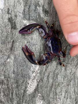 Image of Petrolisthes violaceus (Guérin 1829)