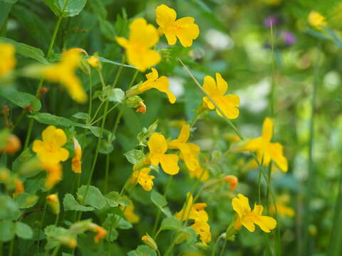 Image of Erythranthe corallina (Greene) G. L. Nesom