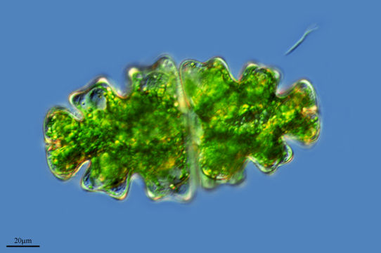 Image of <i>Euastrum oblongum</i>