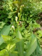 Image of Yellow and black potter wasp