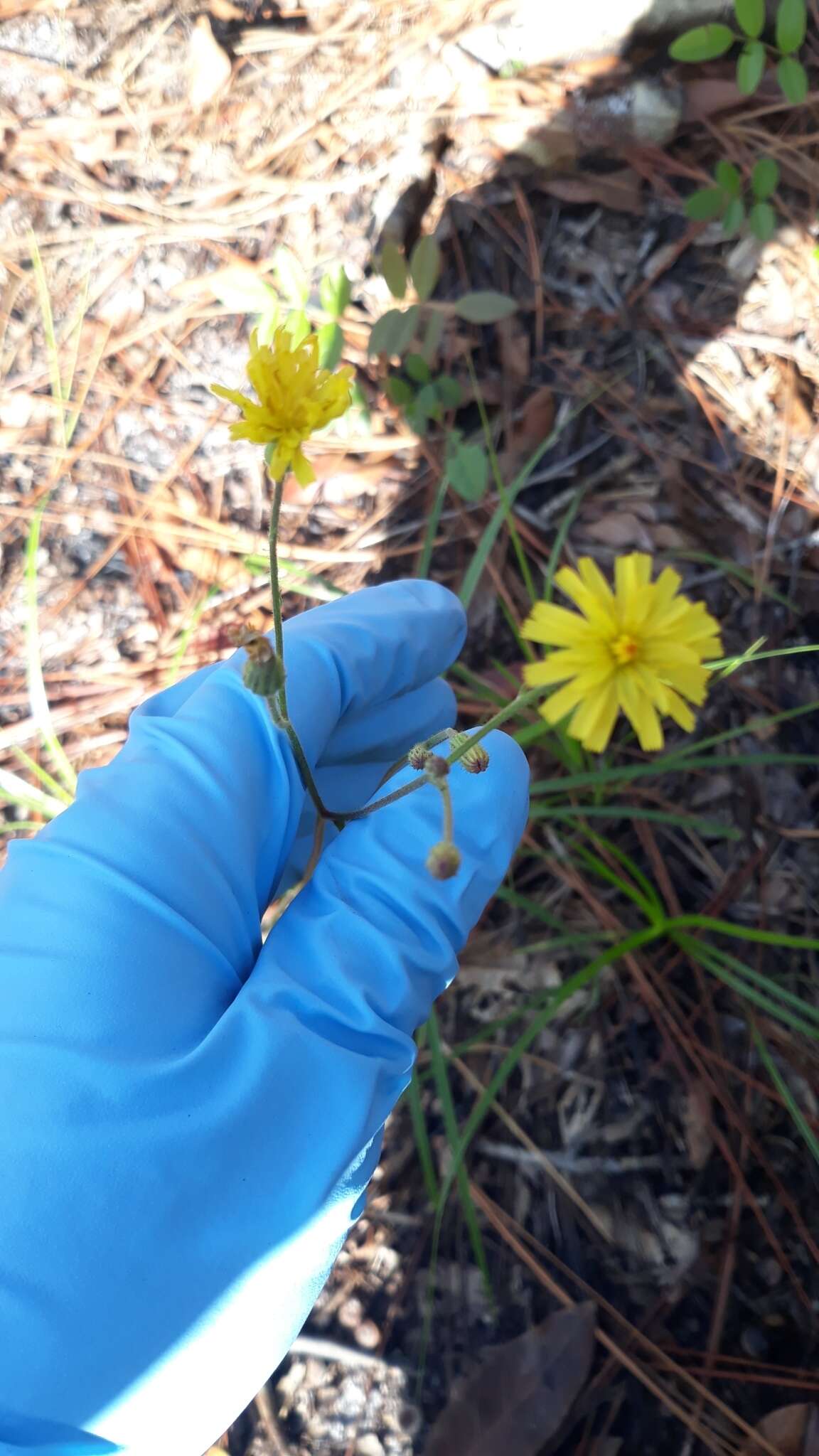 Image of Hieracium megacephalum Nash