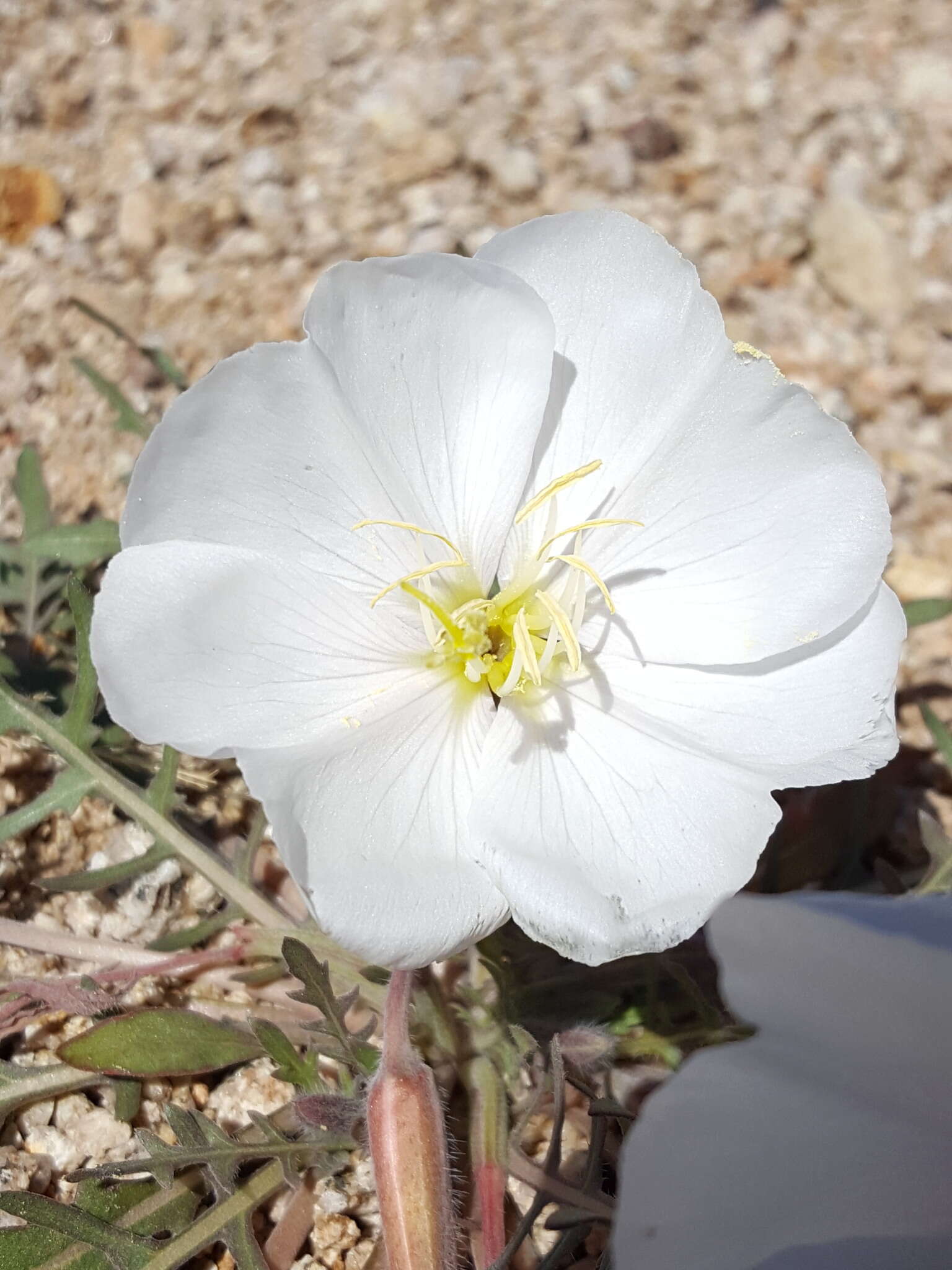 Image of whitest evening primrose