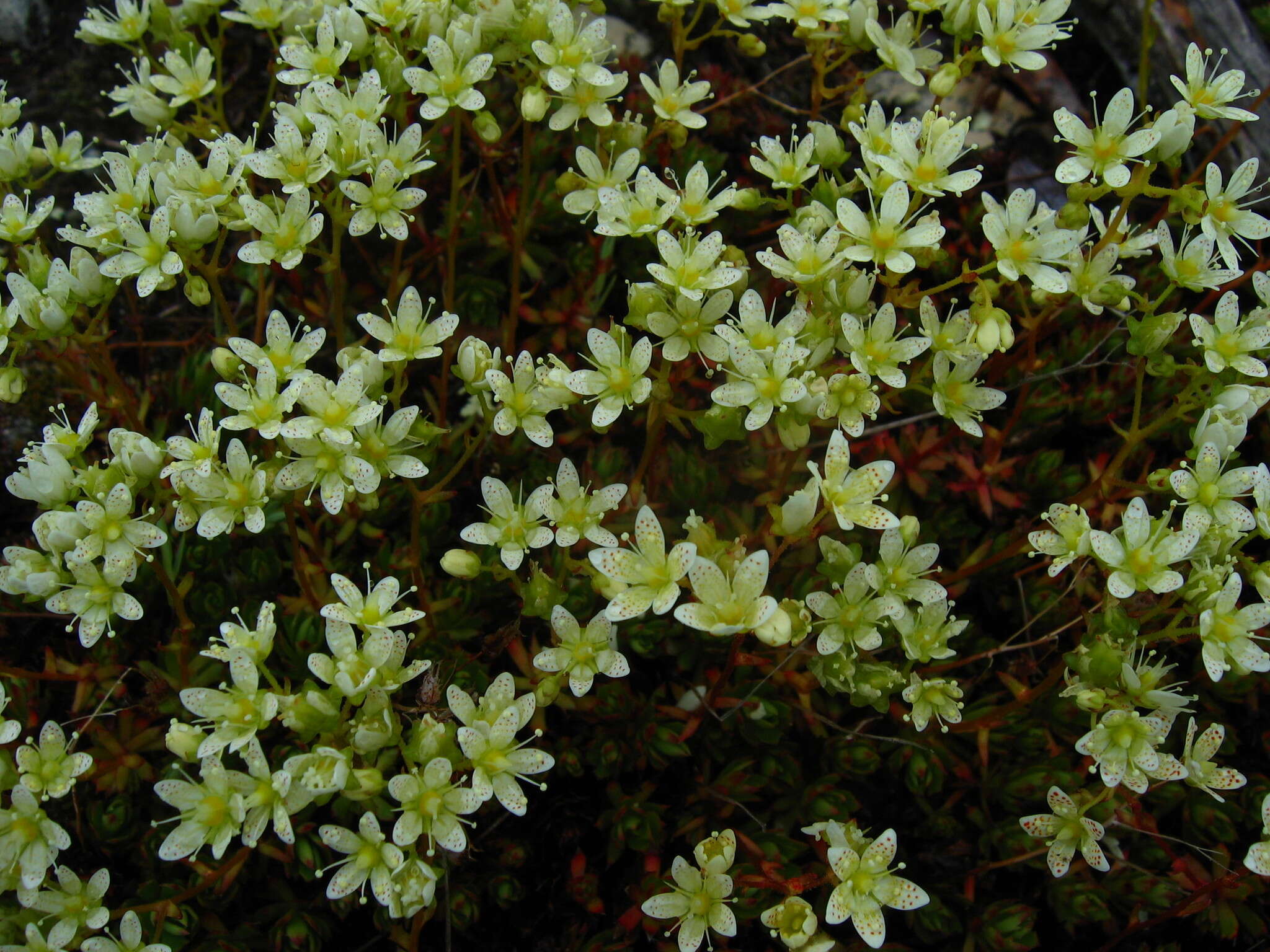 Imagem de Saxifraga tricuspidata Rottb.