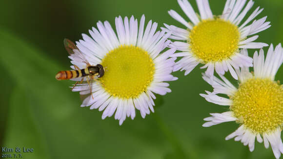 Image of Sphaerophoria menthastri (Linnaeus 1758)