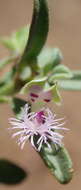 Image of Polygala asbestina Burch.