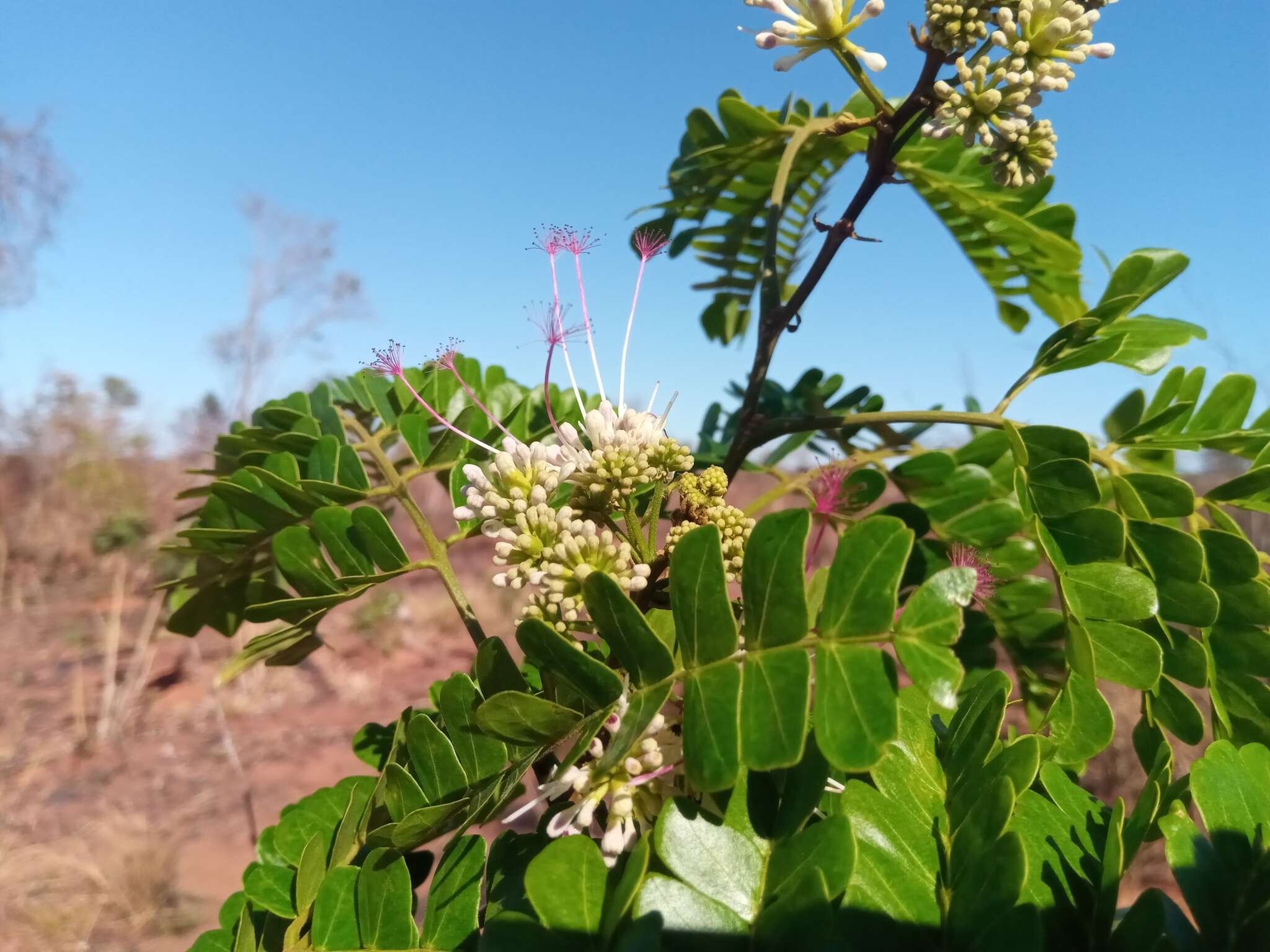 Imagem de Albizia mainaea Villiers