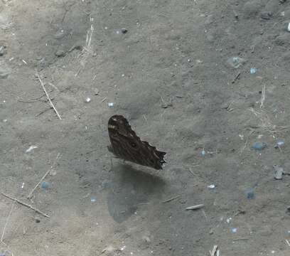 Image of Common Tree Brown